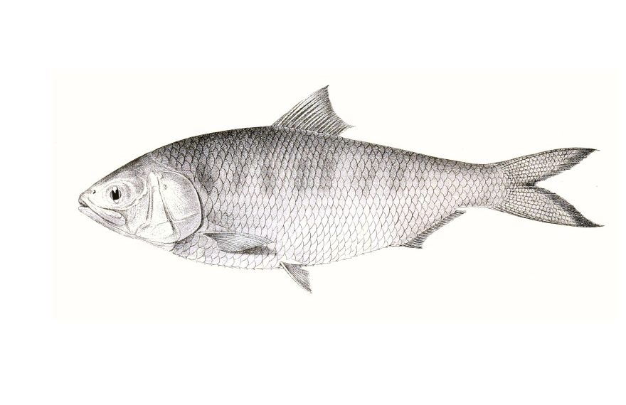 Winter is Coming, and so are the Hilsa